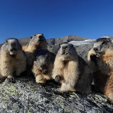 Casa de hóspedes Schoesser Fusch an der Grossglocknerstrasse