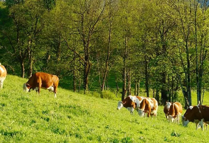 Schoesser Fusch an der Grossglocknerstrasse