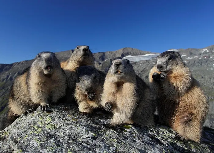 Pensión Schoesser Fusch an der Grossglocknerstrasse